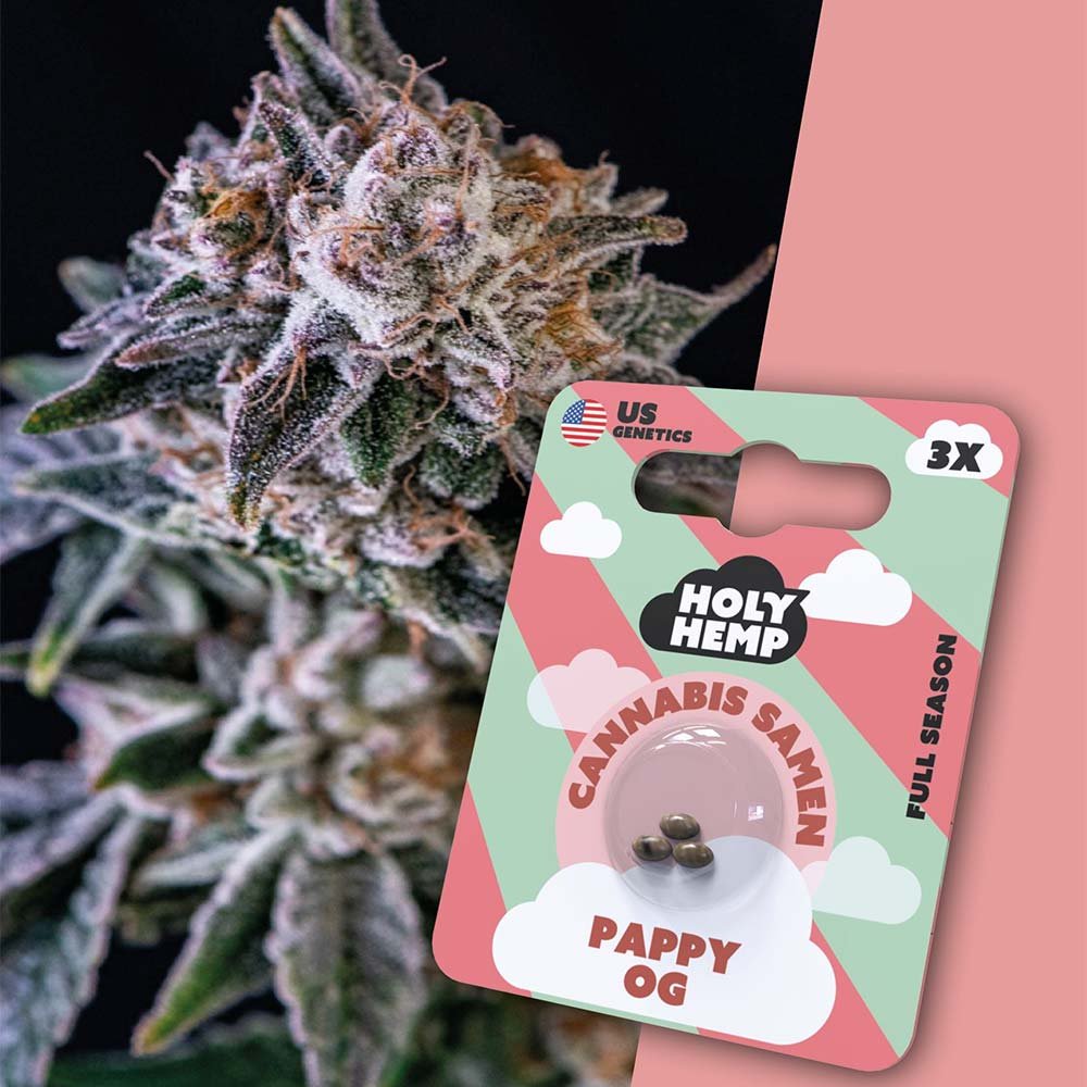 Holy Hemp Pappy OG – Verpackung mit 3 Samen und im Hintergrund eine Nahaufnahme der blühenden Pflanze mit dichten, harzigen Buds und erdig-grünen Farbtönen.