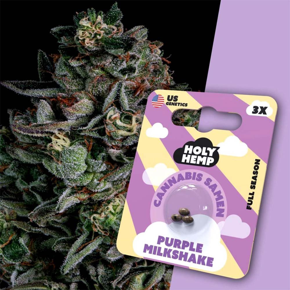 Holy Hemp Purple Milkshake – Verpackung mit 3 Samen und im Hintergrund eine Nahaufnahme der lila Cannabis-Pflanze mit harzigen Buds.