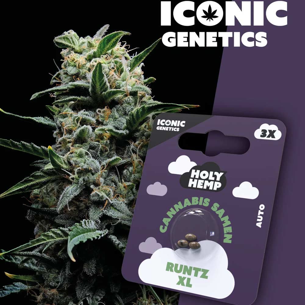 Holy Hemp Runtz XL Automatic Pflanze und Verpackung