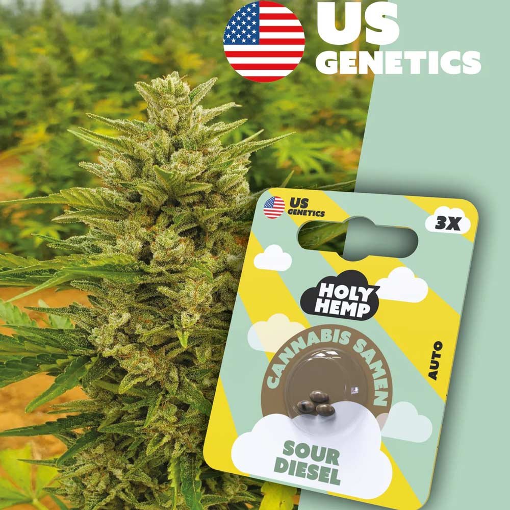 Holy Hemp Sour Diesel Automatic Pflanze und Verpackung