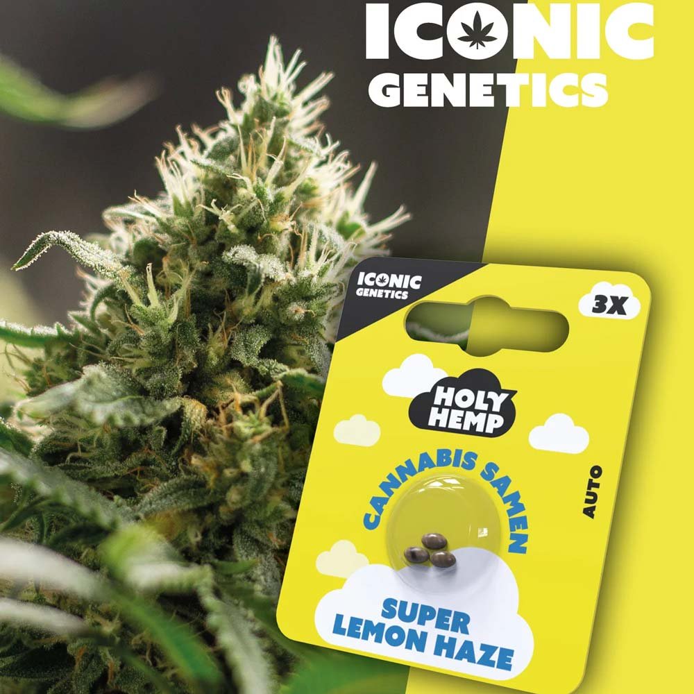 Holy Hemp Super Lemon Haze Auto Cannabispflanze und Verpackung