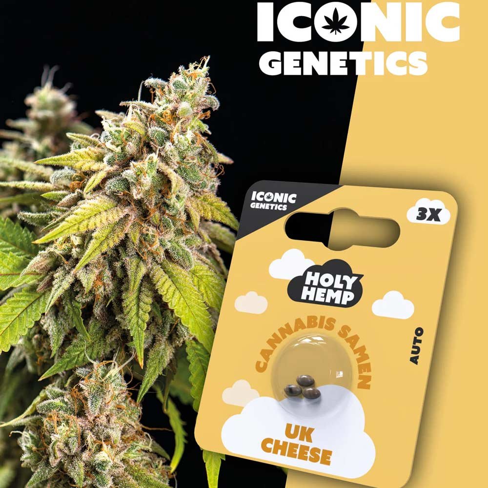 Holy Hemp UK Cheese Automatic Pflanze und Verpackung