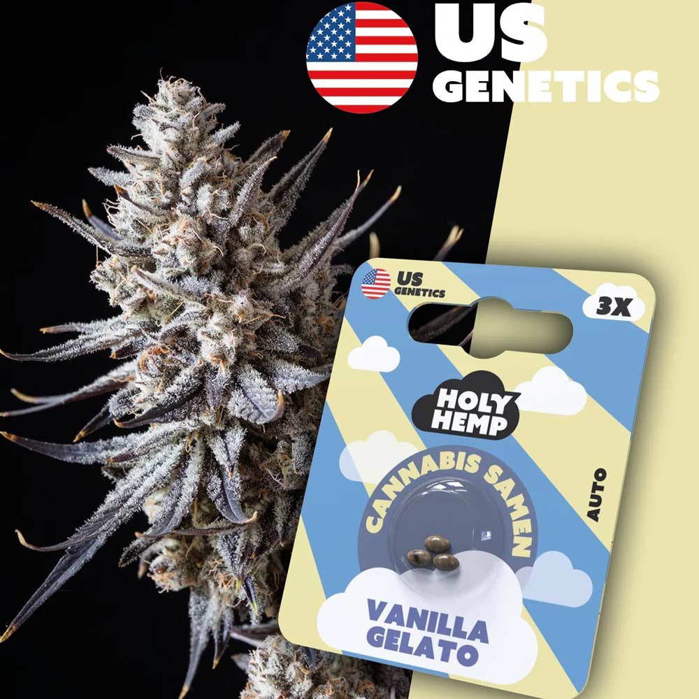 Holy Hemp Vanilla Gelato Automatic Pflanze und Verpackung
