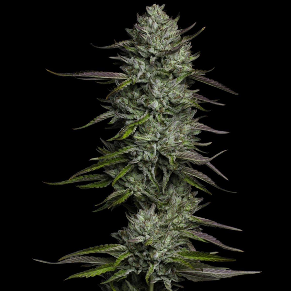 Humboldt Seed Co. Redemption Indica Feminisiert Pflanze
