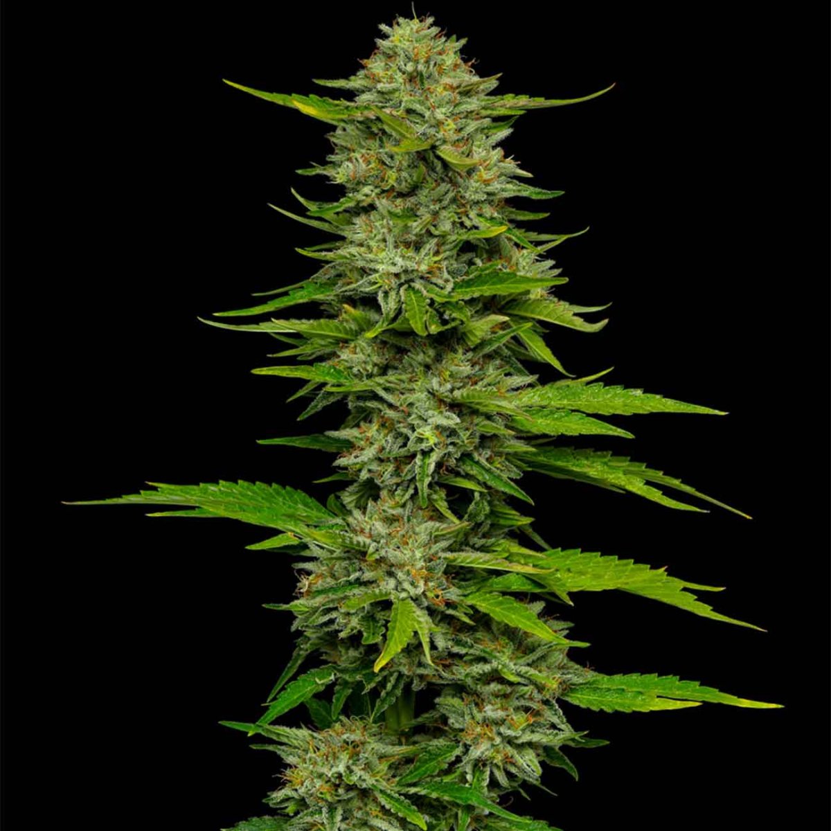 Humboldt Seed Company One Love Sativa feminisierte Cannabissamen Pflanze