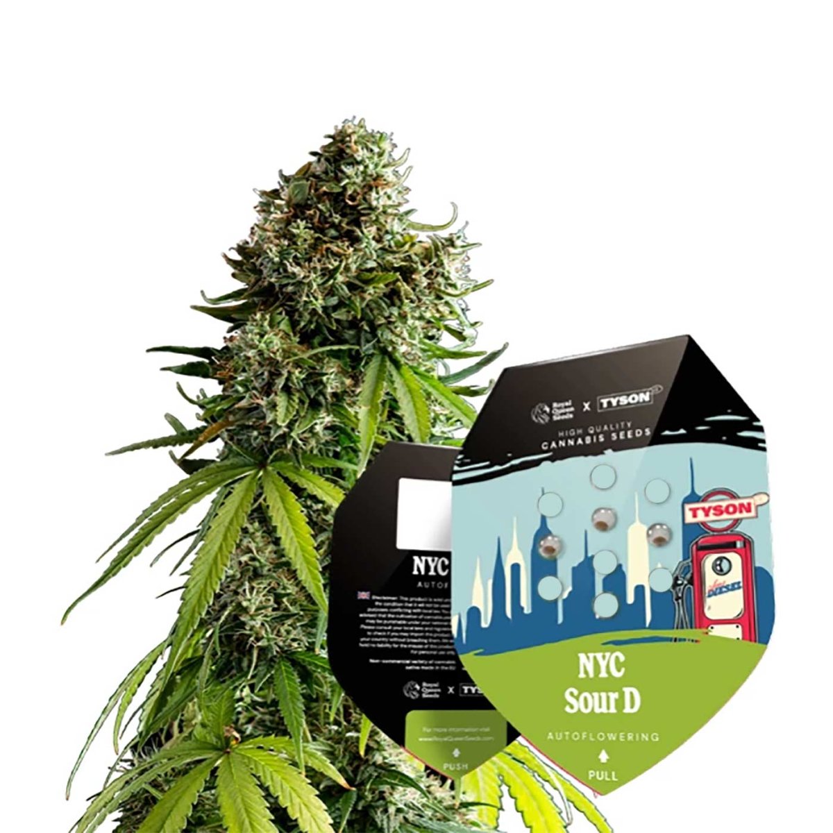 Verpackung der Royal Queen Seeds x Tyson 2.0 NYC Sour D Automatic mit blühender Pflanze im Hintergrund