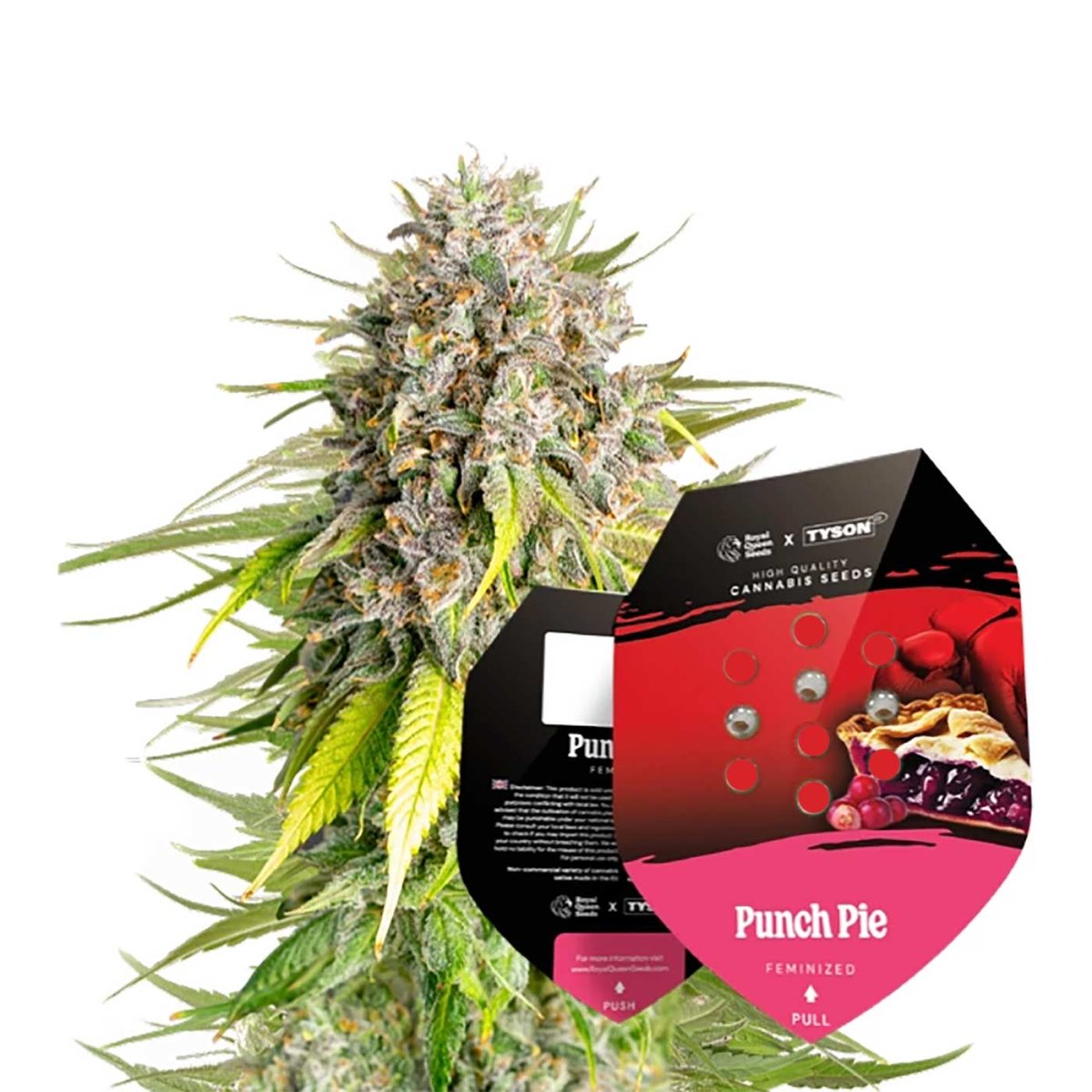 Packung von Royal Queen Seeds x Tyson 2.0 Punch Pie Feminisiert mit blühender Pflanze im Hintergrund