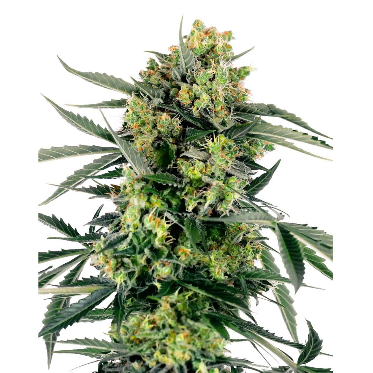 Nahaufnahme der Sensi Seeds Blueberry Zkittlez Automatic mit kräftigen Buds und intensiver Trichomen-Bedeckung.