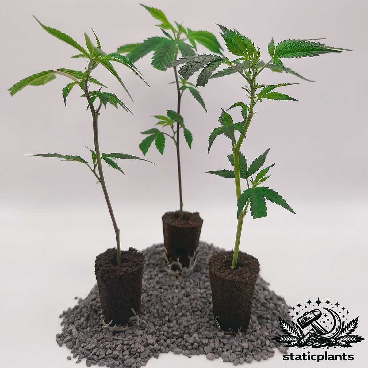 Serious Seeds White Russian Stecklinge 3er-Set von Static Plants